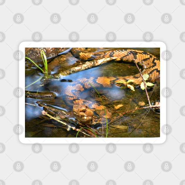 Hypo Northern Cottonmouth Print Magnet by Paul Prints