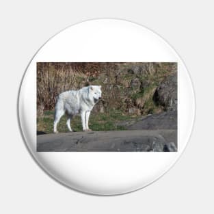 A lone Arctic Wolf Pin