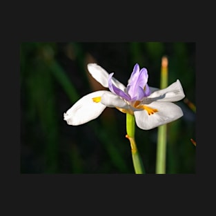 African Iris in Bloom T-Shirt