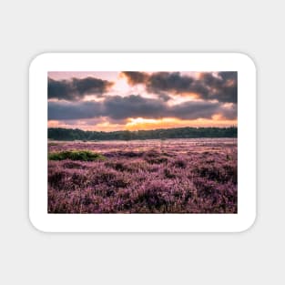 Blooming heather at sunrise at Blaricummerheide, Netherlands Magnet