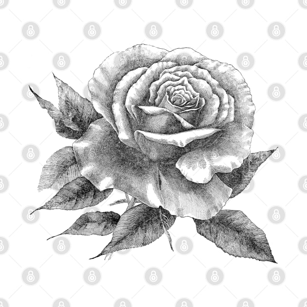 Rose Flower Tattoo Style Black and White Illustration by Biophilia