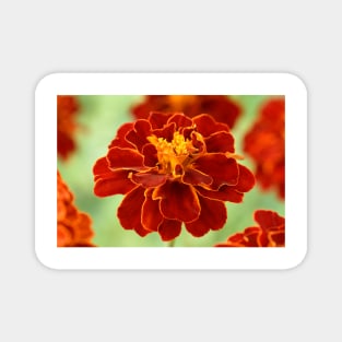 Tagetes patula &#39;Red Cherry&#39; French marigold Magnet