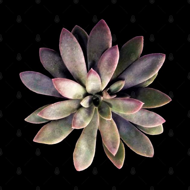 Suculenta Echeveria Carnicolor by NerdsbyLeo