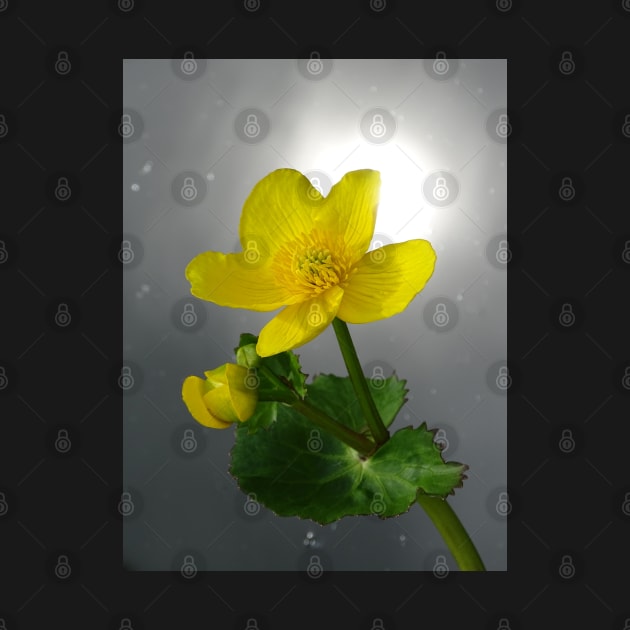 Marsh Marigold by AH64D