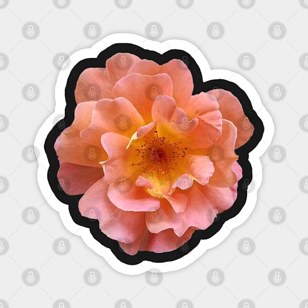 Pretty Garden Rose Magnet by DesignMore21