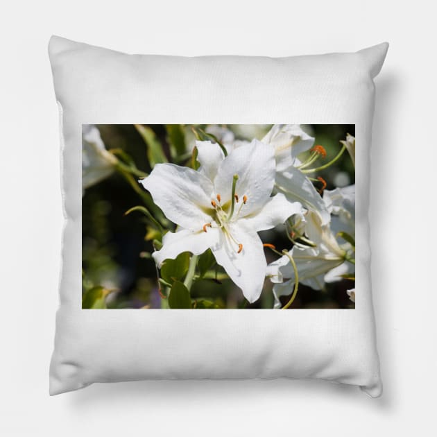 Simplicity Pillow by Jacquelie