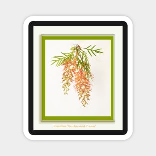 Grevillea, 'peaches and cream' Magnet