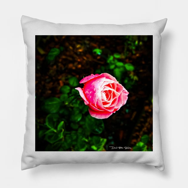 Desert Rose Pillow by davidbstudios