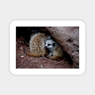 Meerkat Baby Magnet