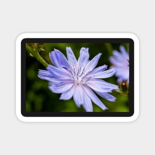 Blue chicory flower Magnet