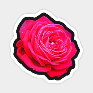 The Rose Magnet