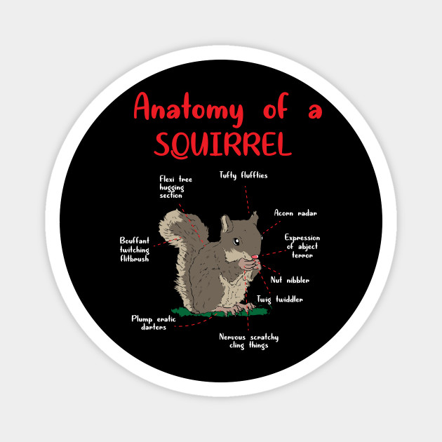 Cute And Funny Squirrel Animals Anatomy Memes T Shirt Gift Squirrel Squirrel Funny Squirrel Funny Magnet Teepublic