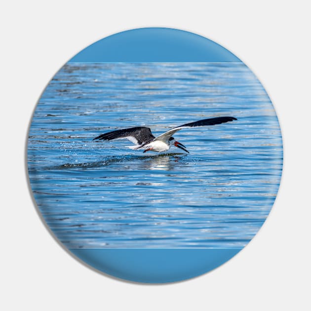 Black Skimmer Pin by Debra Martz