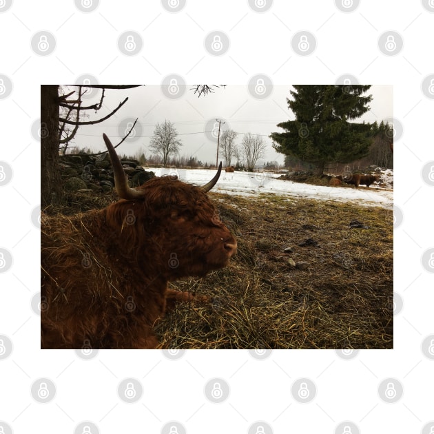 Scottish Highland Cattle Cow 2313 by SaarelaHighland