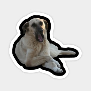 Kangal Dog Yawning Vector Cut Out Magnet