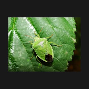 Stink Bug T-Shirt