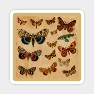 Watercolour Butterflies Magnet