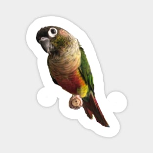 Green Cheek Conure Parrot Bird design, Love for birds Magnet