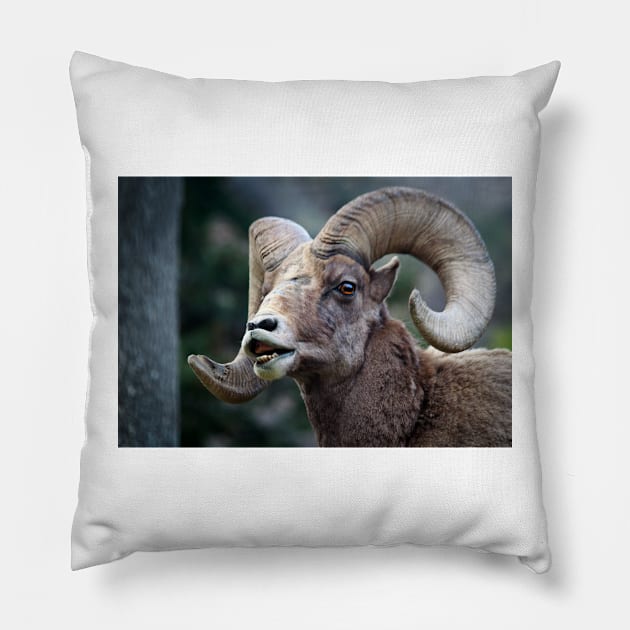 Bighorn sheep. Pillow by valentina9