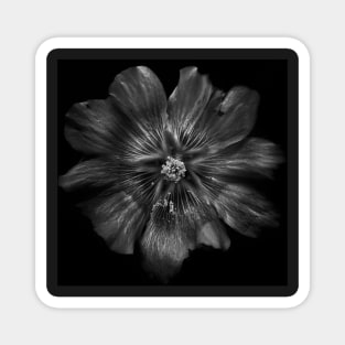 Backyard Flowers In Black And White 22 Magnet