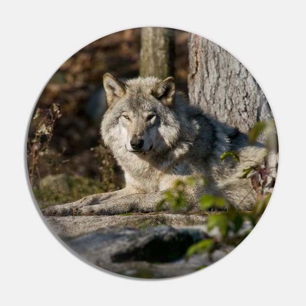 Timber Wolf Pin by jaydee1400