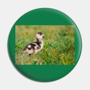 Little baby goose Pin