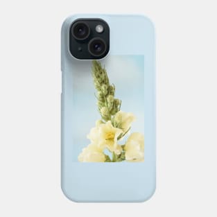 Verbascum x hybridum  &#39;Snow Maiden&#39;  Mullein Phone Case