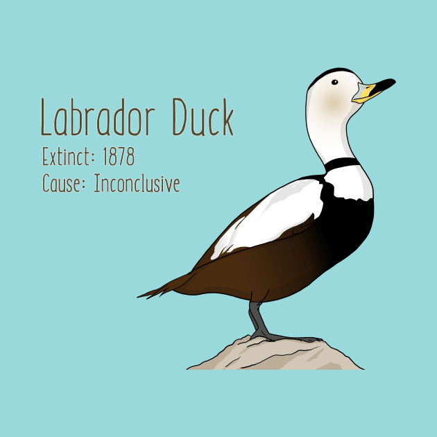 Extinct Species: Labrador Duck by Feathered Focus