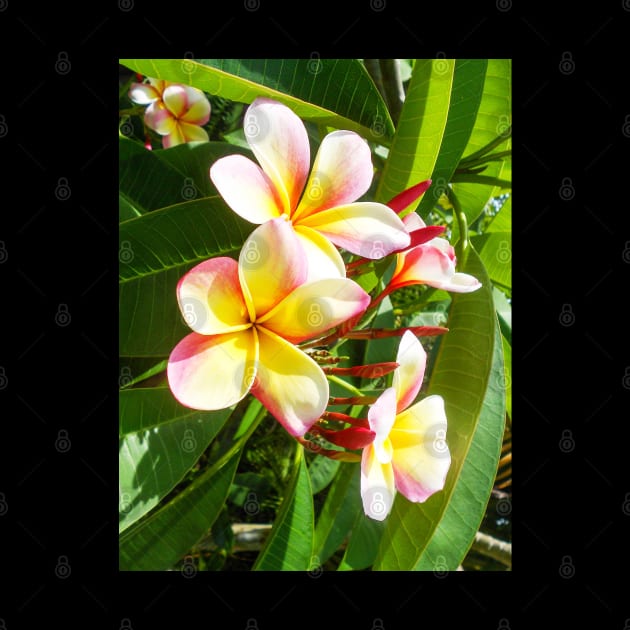 plumeria-flowers-frangipani-floral-awesome-bossoms-shirtyshirto-99 by Shirty.Shirto