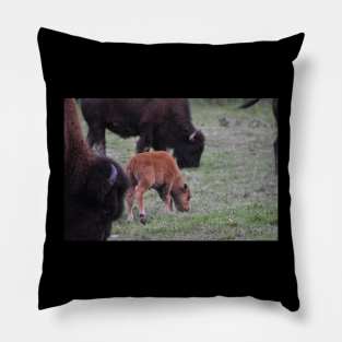 Bison Calf Pillow