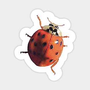 Ladybug Climbing Magnet