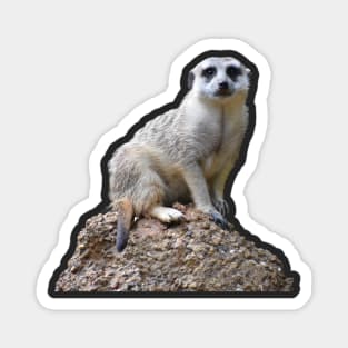 Meerkat Magnet