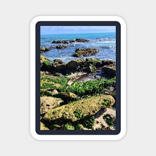 Seaweed covered rocks on the shore Magnet