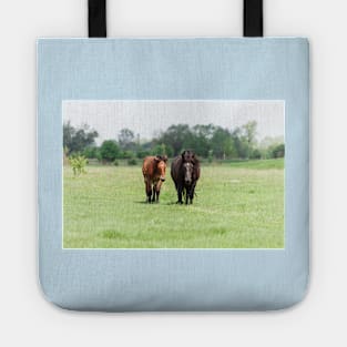 Two horses on pasture looking at camera Tote