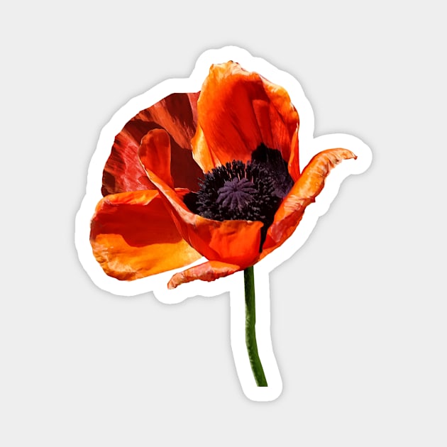 Red Poppy in Sunshine Magnet by SusanSavad