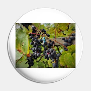 grapes Pin