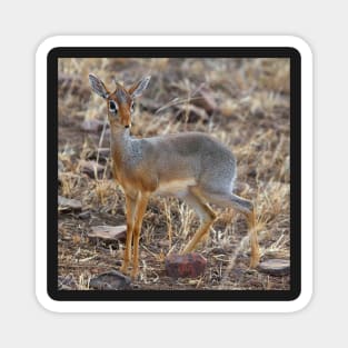 Dikdik, Serengeti, Tanzania. Magnet