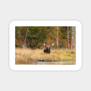 Bull Moose, Algonquin Park Magnet