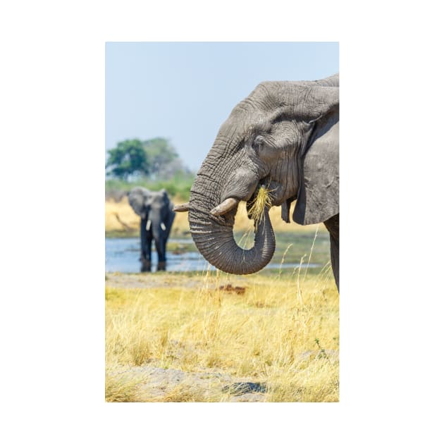 African bush elephant eating by GrahamPrentice