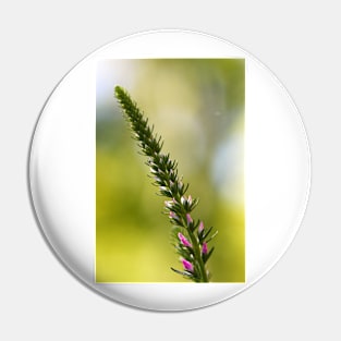 A close up of Spikes of pink Veronica flowers, selective focus Pin