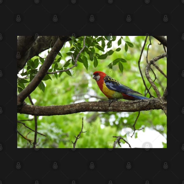 Eastern Rosella sitting in a tree by claire-l-page