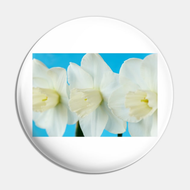 Narcissus  &#39;Misty Glen&#39;  AGM    Division 2 Large-cupped Daffodil Pin by chrisburrows