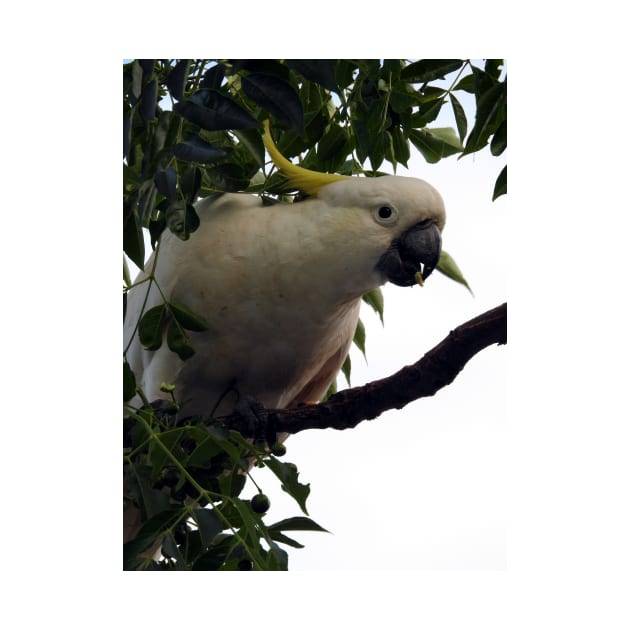 Sulphur Crested Cockatoo by kirstybush