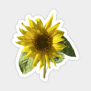 Sunflower of Happiness Magnet