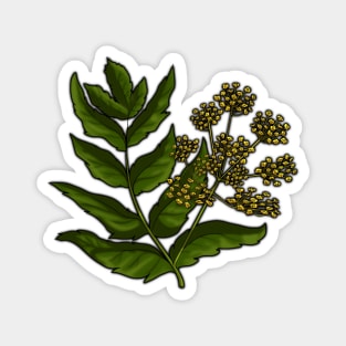 Wild Parsnip - Poisonous Pretties Magnet