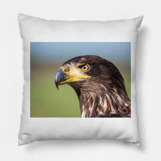 Close-up of an immature American bald eagle Pillow