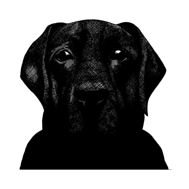 Black Labrador by G-A-K