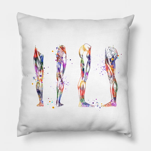 Leg Muscles Anatomy Colorful Watercolor Gift Pillow by LotusGifts