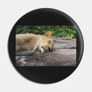 Beautiful Lion enjoying an afternoon nap Pin