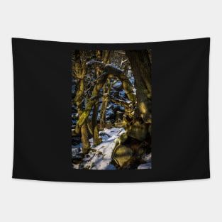 Padley Gorge Winter Tapestry